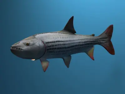 goliaht tiger fish rigged Low-poly 3D model