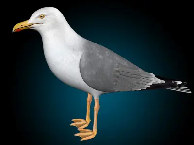 Seagull - Wings Folded 3D model