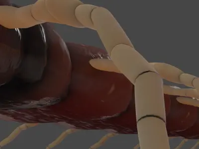 Millipede Arthropod Insect Free low-poly 3D model