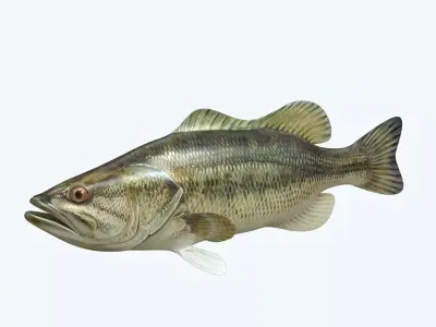 Mangrove Jack Fish 3D model