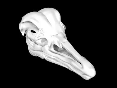 Ostrich skull Low-poly 3D model