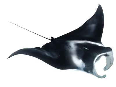 Giant Manta Ray Low-poly 3D model