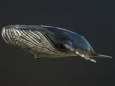 Humpback Whale Low-Poly PBR Low-poly 3D model