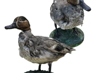 Wild duck 3D model
