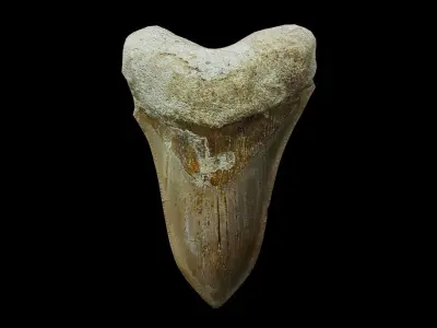 Megalodon shark fossil Free low-poly 3D model