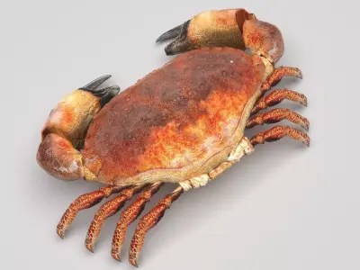 Sea Crab 3D model