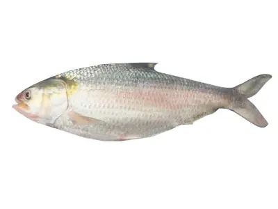 Hilsa Ilish Fish Low-poly 3D model