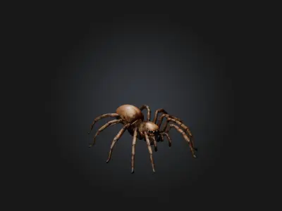 Realistic Spider Model Low-poly 3D model