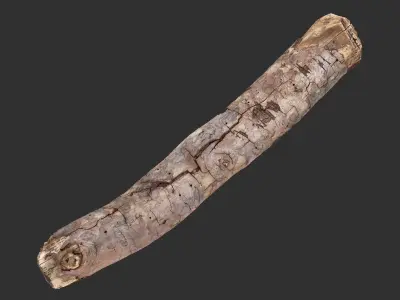 A section of tree 3d scan in highpoly 3D model