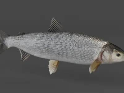 Whitefish 3D model
