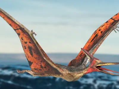 Pteranodon Rigged Animated 3D model Low-poly 3D model