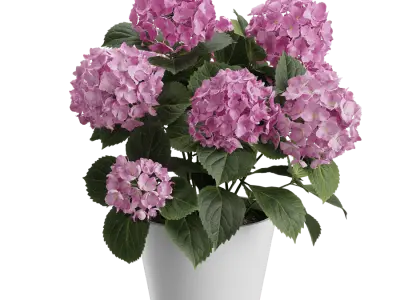  Small Mophead Hydrangea Plant Model, Pink 