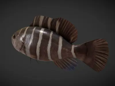 grouper fish with stripes Low-poly 3D model