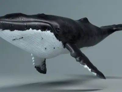 Humpback Whale - Megaptera Novaeangliae Low-poly 3D model