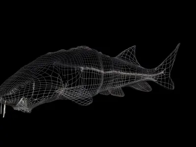 White Sturgeon animated version 3D model