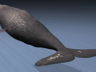 Sperm Whale - Physeter Macrocephalus - Adult Male - Textured -  3D model