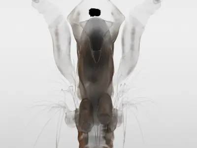 Lynceus Rigged 3D model