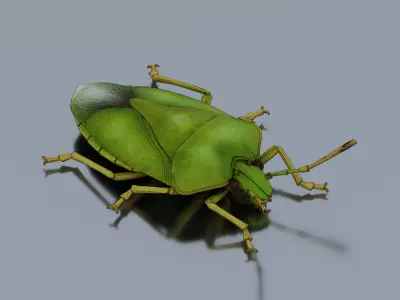 Green rice bug Low-poly 3D model