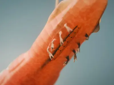 Pikaia Low-poly 3D model