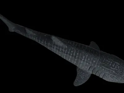 Whale Shark - Rhincodon Typus - Adult Male Low-poly 3D model
