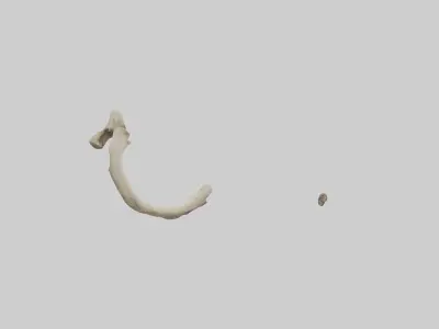 Elephant Humerus 3D model