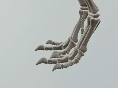 Realistic T-Rex Dinosaur Skeleton 3D Model Low-poly 3D model