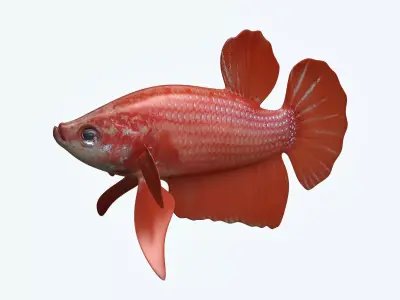 Betta Fish 6 3D model