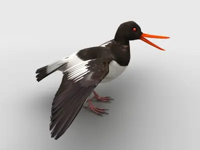 Oyster Catcher Oystercatcher Low-poly 3D model