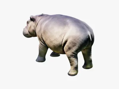 Hippopotamus Free 3D model