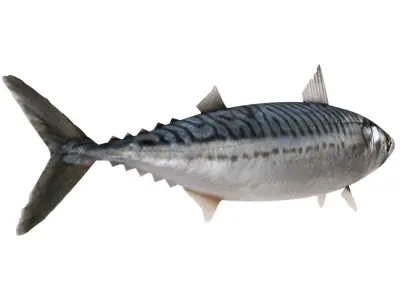 Fish Mackerel 3D model