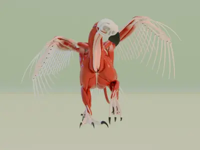 gryphon anatomy 3D model
