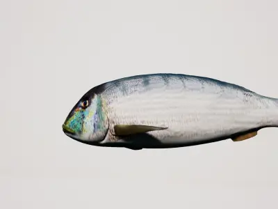 Snapper Mediterranean sea fish rigged animated Low-poly 3D model