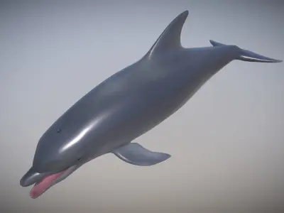 Dolphin Low-poly 3D model