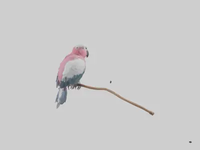 Galah Parrot perched model 3D model
