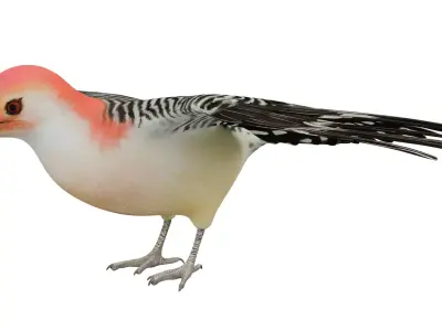 Red Bellied Woodpecker 3D model