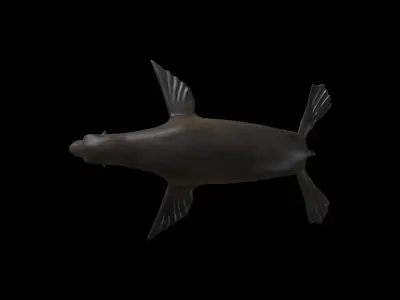 SEAL01 Rigged Seal 3D model