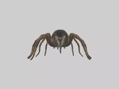 Jumping Spider Low-poly 3D model