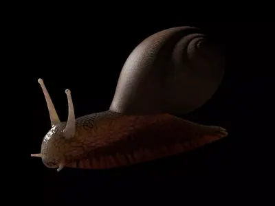 Snail insect Low-poly 3D model