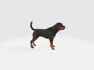 Realistic Rottweiler Dog Animated and Rigged 3D model