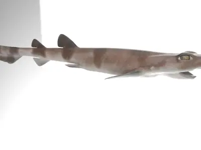 Blotchy Swell Shark 3D model