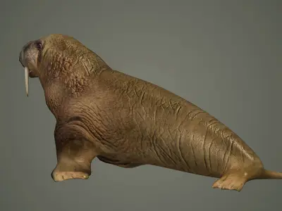 walrus large flippered marine mammal arctic ocean atlantic 3D model