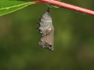 Chrysalis 4 moth on leaf Low-poly 3D model