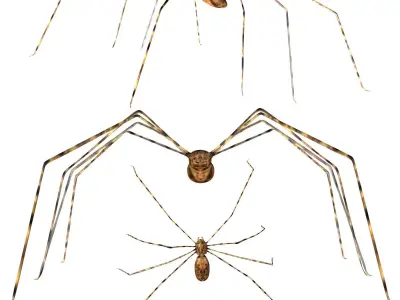 Daddy Longlegs Spider Low-poly 3D model