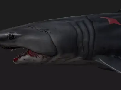 Shark A2 Free 3D model