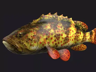 giant grouper fish low poly game fish bass coralgrouper 3D model