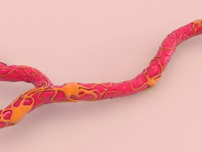 Capillary with Blood Cells 3D model
