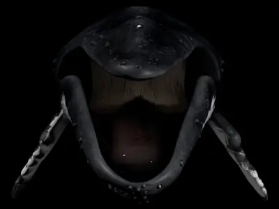 Humpback Whale - Megaptera Novaeangliae 3D model