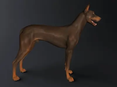 Doberman Model 3D model