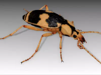 Bombardier Beetle Low-poly 3D model