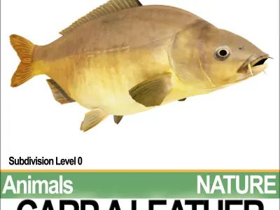 Carp A Leather 3D model